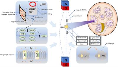 Advances in biotechnology and clinical therapy in the field of peripheral nerve regeneration based on magnetism